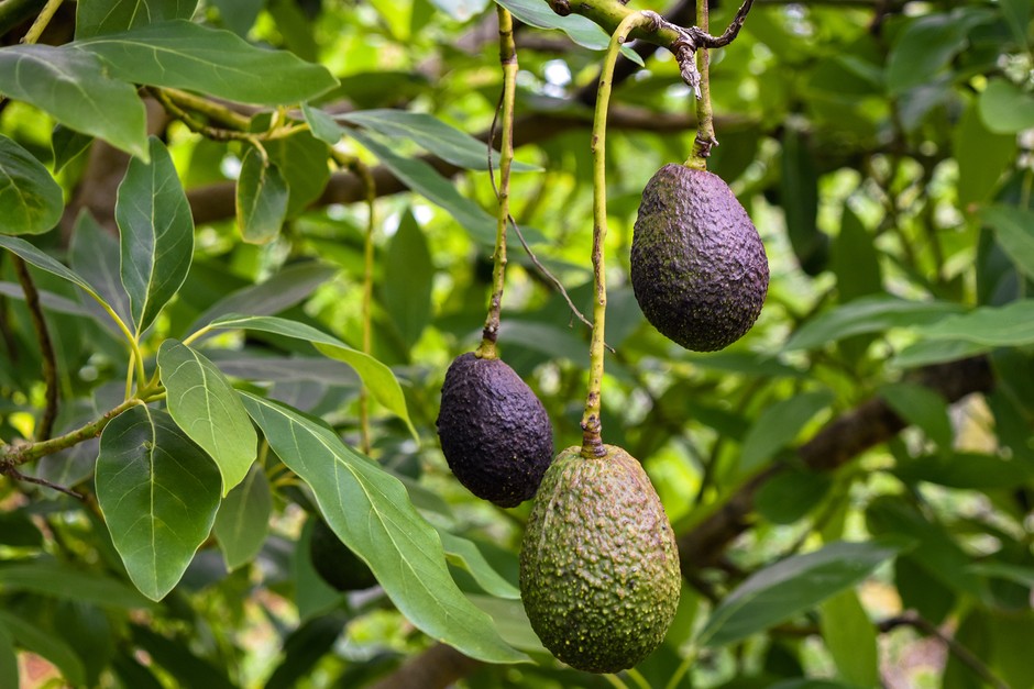 2048x1365-Grow-Guide-Avocado-GettyImages-1143340157-42b5094